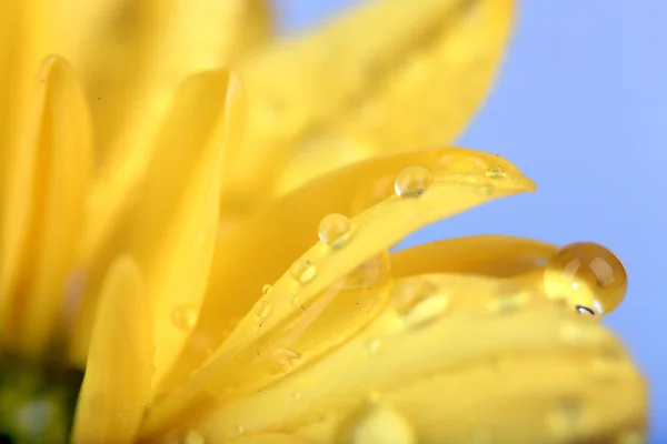 Water drops on chrysanthemum petals, close-up — Stock Photo, Image