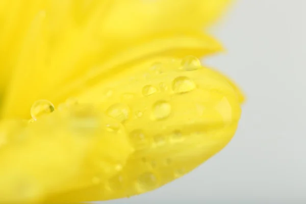 Vatten droppar på krysantemum kronblad, närbild — Stockfoto