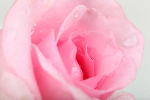 Water drops on rose petals, close-up — Stock Photo, Image