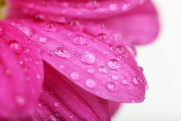 Vatten droppar på krysantemum kronblad, närbild — Stockfoto