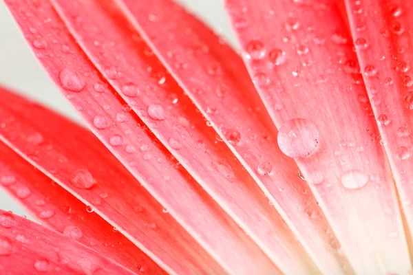 Vatten droppar på gerbera kronblad, närbild — Stockfoto