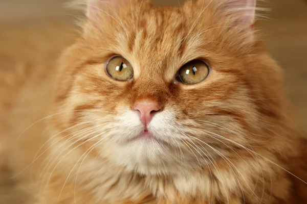 Retrato de gato vermelho no fundo do chão de madeira — Fotografia de Stock