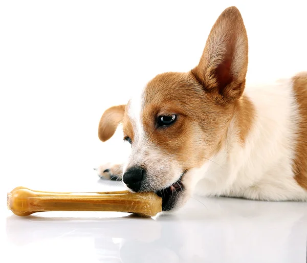 Cute dog with  with rawhide bone isolated on white background — Stock Photo, Image