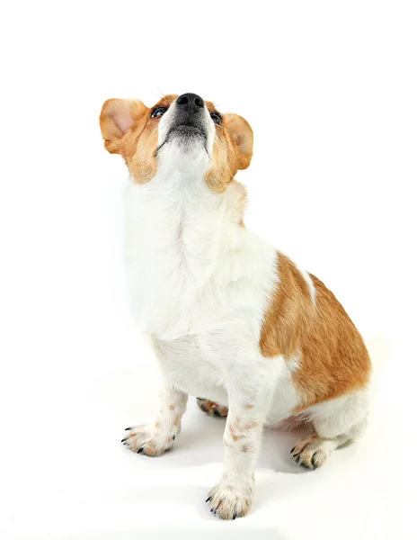 Carino cane isolato su sfondo bianco — Foto Stock