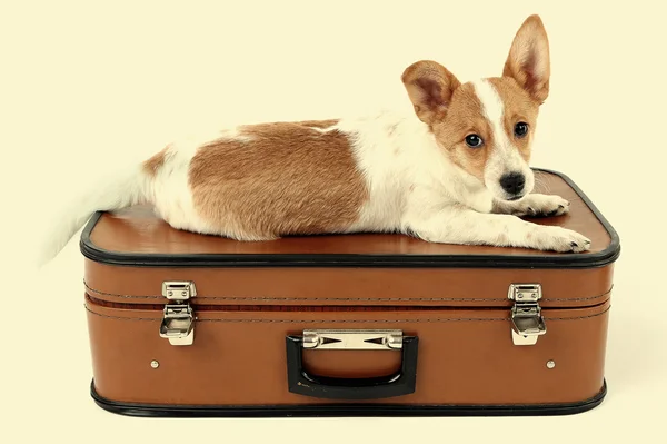 可爱的小狗，在明亮的背景上的手提箱 — 图库照片