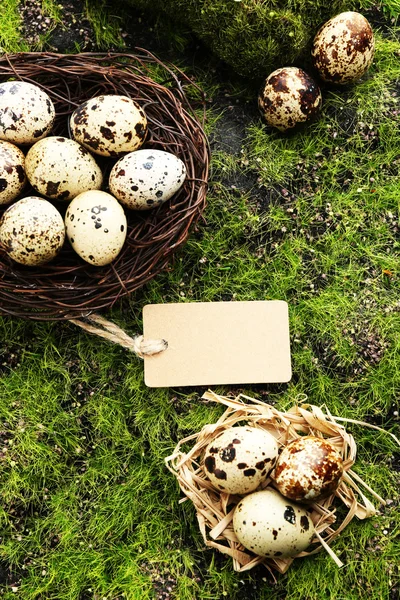 Fågelägg i boet på grönt gräs bakgrund — Stockfoto