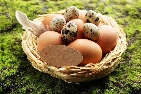 Ptačí vejce v hnízdě na zelené trávě pozadí — Stock fotografie
