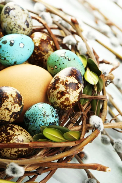 Bird eggs in nest on color wooden background — Stock Photo, Image