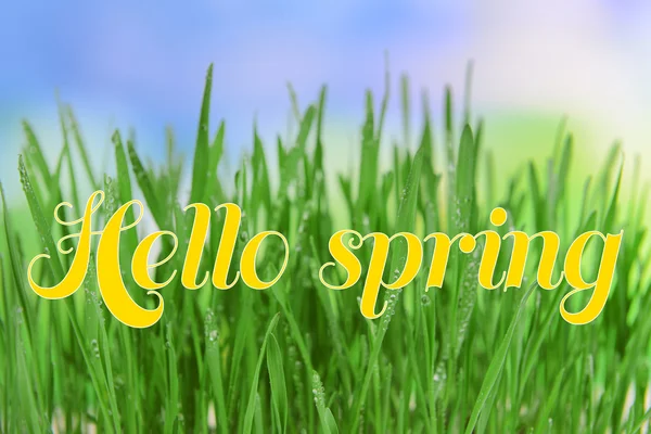 Beautiful spring grass on bright background. Hello spring concept — Stock Photo, Image