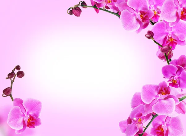 Světlý rám vyroben z květy orchidejí s prostorem pro text — Stock fotografie