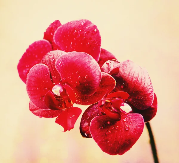 Orquídea bonita no fundo claro — Fotografia de Stock