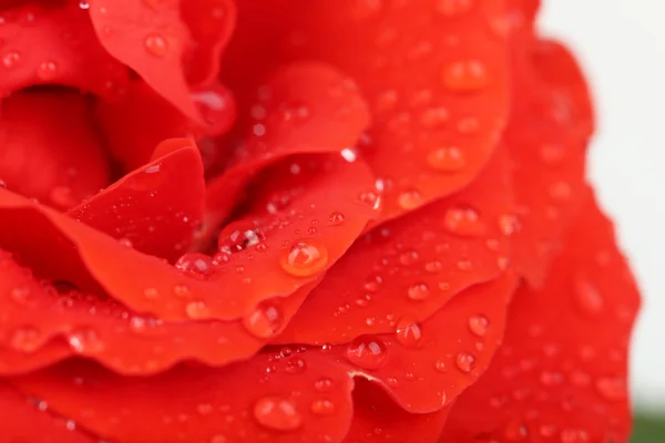 Water drops on rose petals — Stock Photo, Image