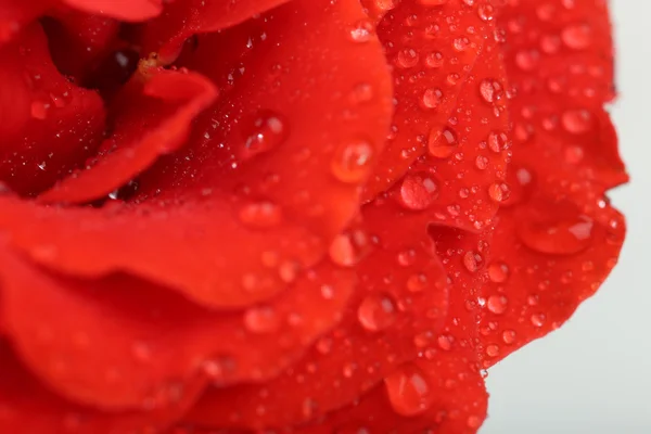 Water drops on rose petals — Stock Photo, Image