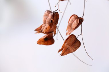 Işık arka plan üzerinde kurumuş kır çiçekleri