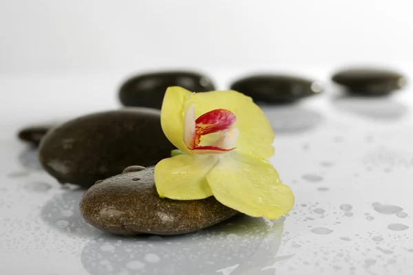 Piedras de spa con orquídea aislada en blanco — Foto de Stock