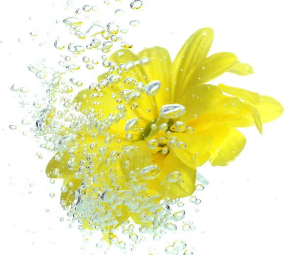 Blume in sprudelndem Wasser — Stockfoto
