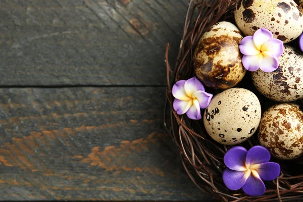 Fågelägg med dekorativa blommor — Stockfoto