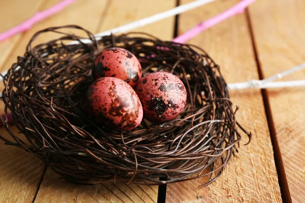 Bird colorful eggs — Stock Photo, Image