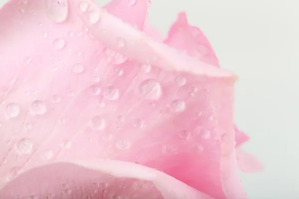Gotas de agua sobre pétalos de rosa, primer plano —  Fotos de Stock
