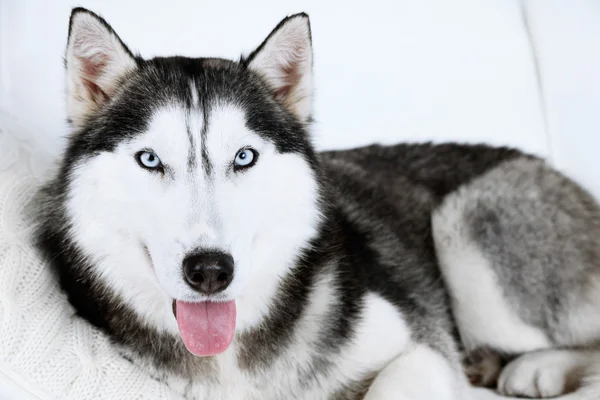 Hermosa almohada husky lindo acostado — Foto de Stock