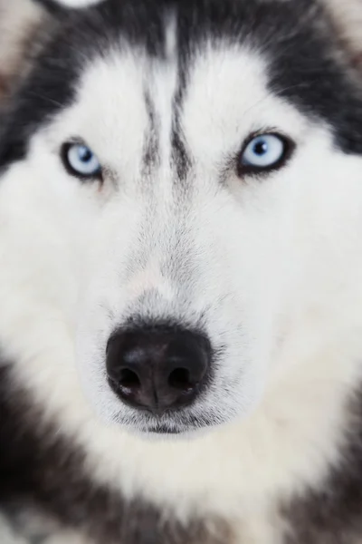 สวยงามน่ารัก husky, ใกล้ขึ้น — ภาพถ่ายสต็อก