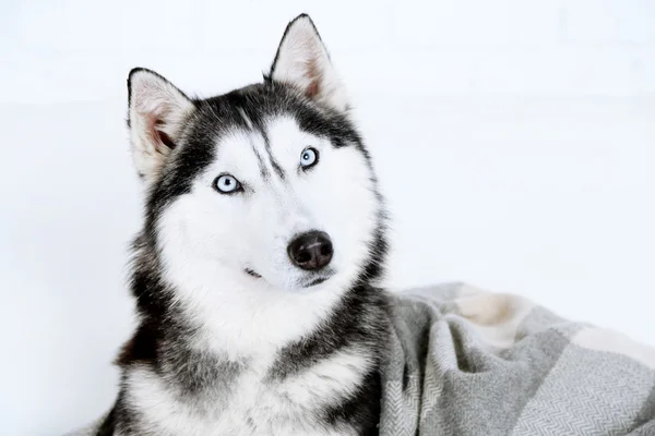 Krásný roztomilý husky, zblízka — Stock fotografie