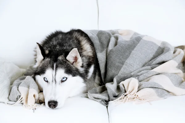 Belle husky mignon couché sur le canapé avec plaid dans la chambre blanche — Photo