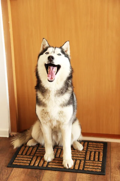 Hermoso husky lindo sentado cerca de la puerta en la habitación —  Fotos de Stock