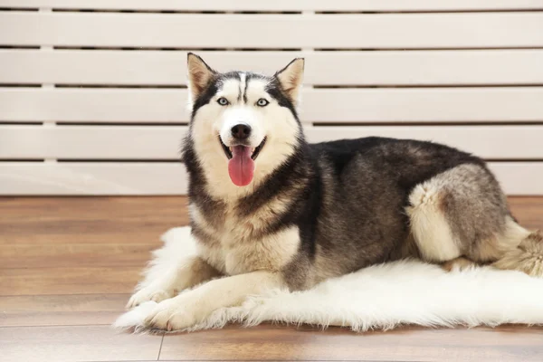 Mooi schattig husky liggend op tapijt in kamer — Stockfoto