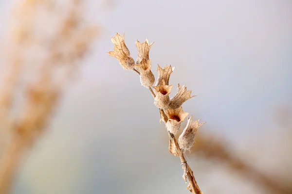 Getrocknete Wildblumen auf hellem Hintergrund — Stockfoto