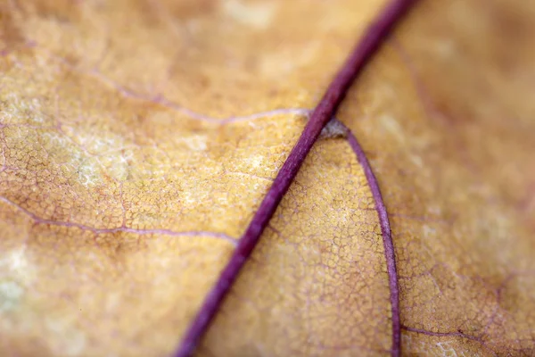 Dry leaf close up — Stock Photo, Image