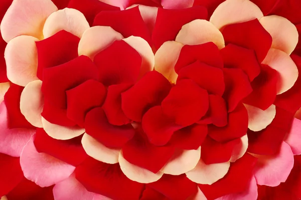 Bright petals of roses close up — Stock Photo, Image