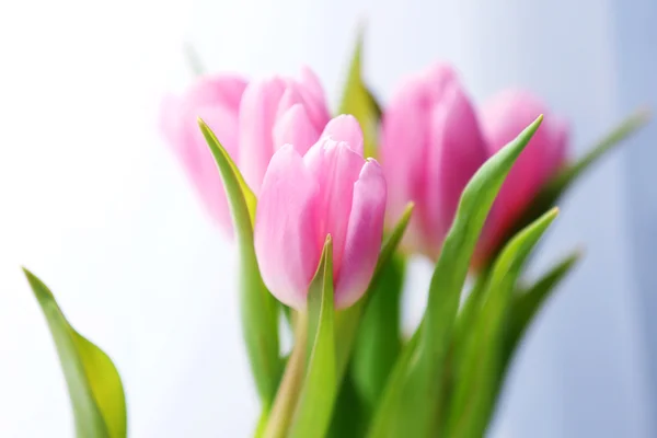 Bei tulipani rosa su sfondo chiaro — Foto Stock