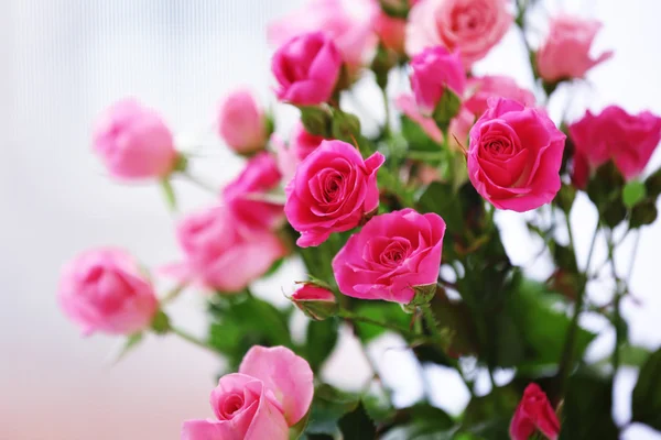 Beautiful pink roses on light background — Stock Photo, Image