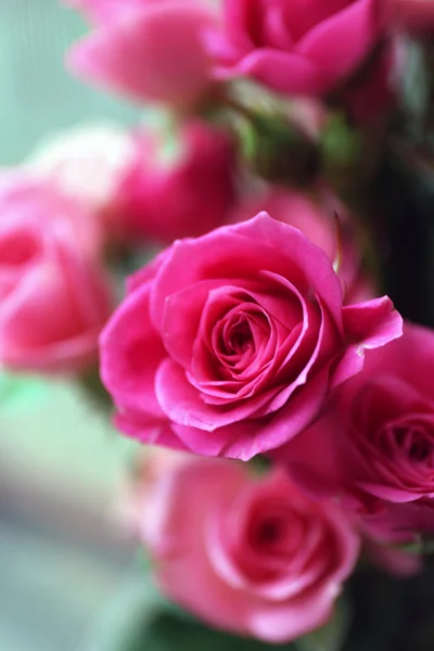 Krásné růžové růže zblízka — Stock fotografie