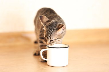 Kupa kapalı içme yavru kedi