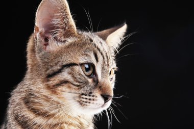 Siyah arka plan üzerine sökülen yavru kedi portresi