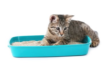 Tepsi üzerinde beyaz izole kum ile şirin yavru kedi