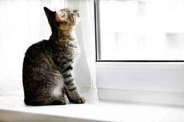 Pencere kenarında, closeup oturan kedi