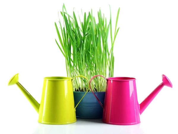 Fresh green grass in small metal bucket and decorative watering cans, isolated on white — Stock Photo, Image