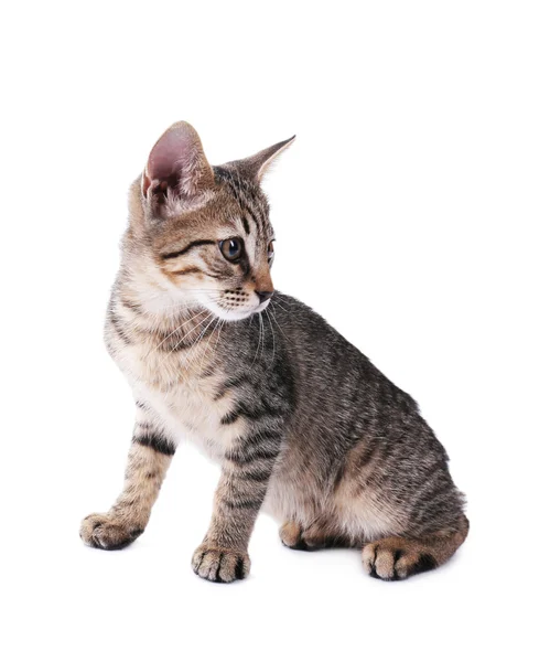 Gatinho bonito isolado em branco — Fotografia de Stock