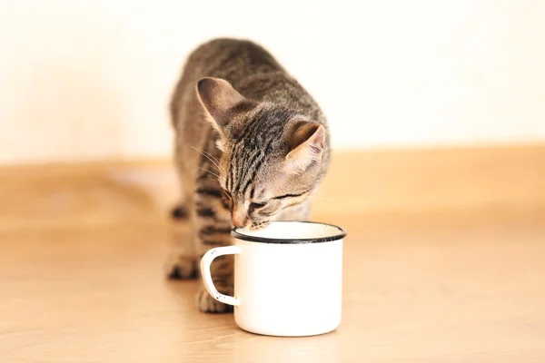 Kitten drinking from mug, indoors — Stock Photo, Image