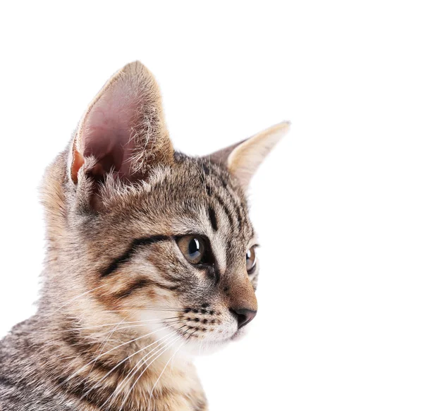 Retrato de gatinho bonito isolado em branco — Fotografia de Stock