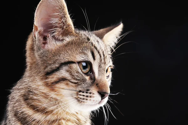 Portrait of stripped kitten on black background — Stock Photo, Image