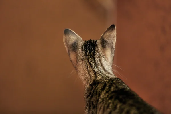 茶色の背景にかわいい子猫 — ストック写真