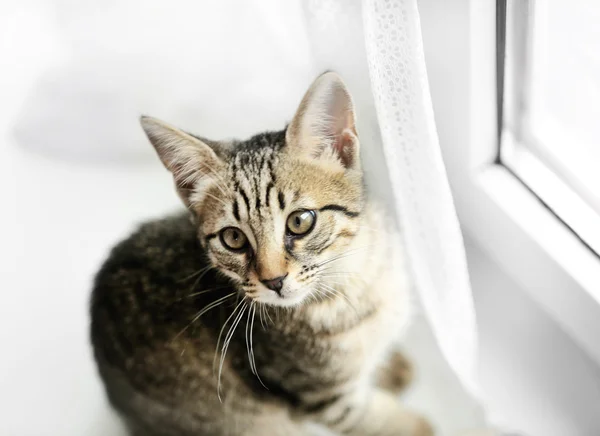 Gatinho no peitoril da janela, close up — Fotografia de Stock