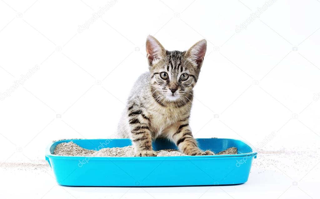 Cute kitten with tray of sand isolated on white