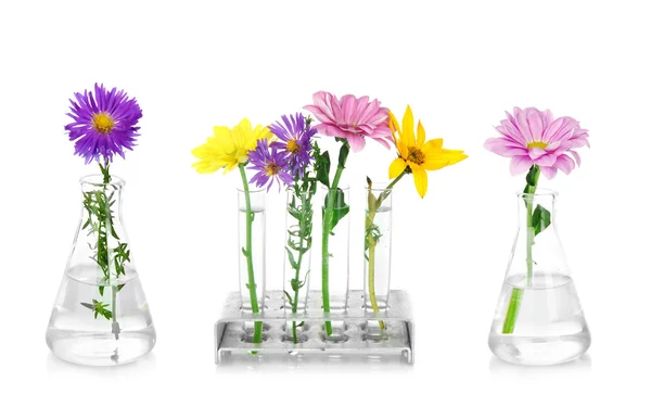 Colagem de flores diferentes em tubos de ensaio de vidro, isolados sobre branco — Fotografia de Stock