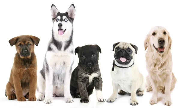 Honden geïsoleerd op wit — Stockfoto