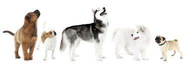 Köpekler üzerinde beyaz izole